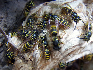 Vespula vulgaris