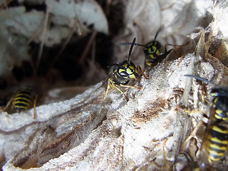 Vespula vulgaris