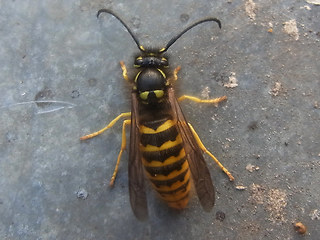 Vespula vulgaris
