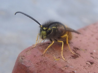 Vespula vulgaris