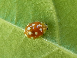 Vibidia duodecimguttata