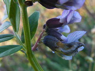 Vicia sepium