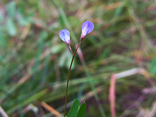 Vicia tetrasperma