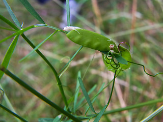 Vicia tetrasperma