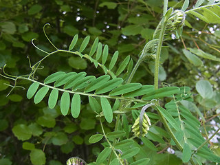 Vicia villosa