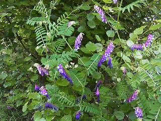 Vicia villosa