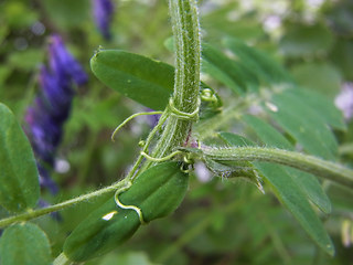 Vicia villosa