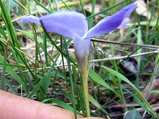 Vinca major