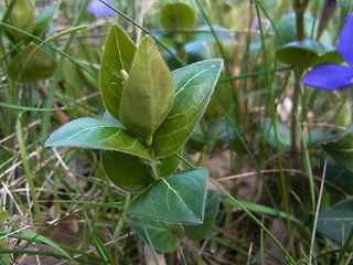 Vinca major