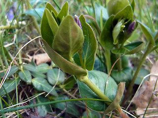 Vinca major