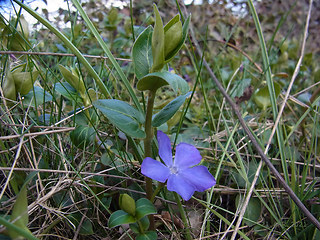 Vinca major