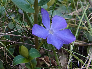 Vinca major