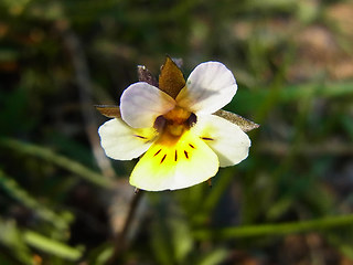 Viola arvensis