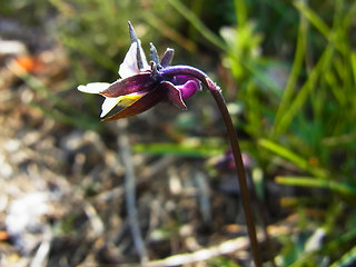 Viola arvensis