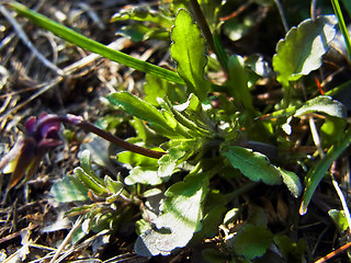 Viola arvensis