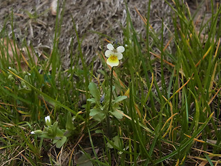 Viola arvensis