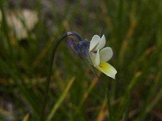 Viola arvensis