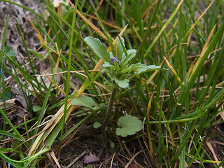 Viola arvensis