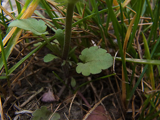 Viola arvensis