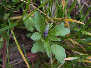 Viola arvensis