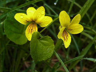 Viola biflora