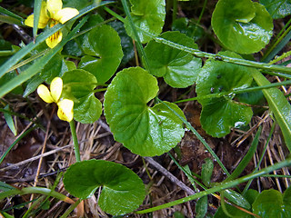 Viola biflora