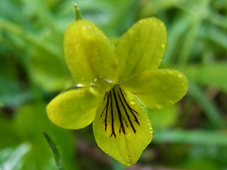 Viola biflora