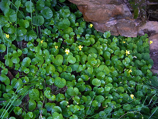 Viola biflora