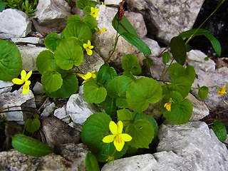 Viola biflora