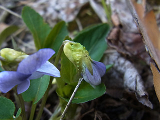 Viola canina