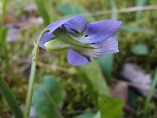 Viola canina