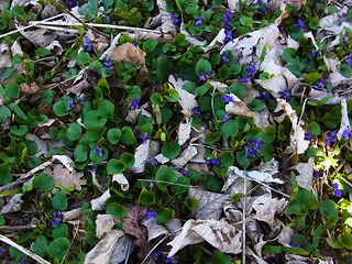 Viola odorata