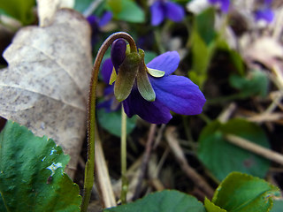 Viola odorata