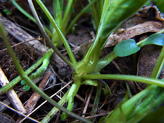 Viola odorata