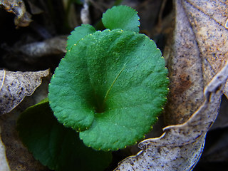 Viola odorata