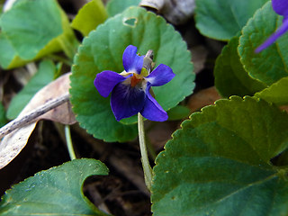 Viola odorata