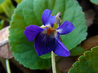 Viola odorata