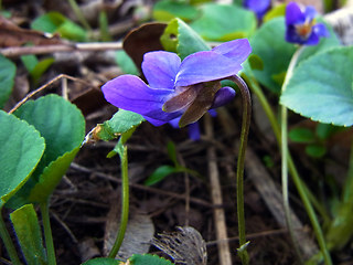 Viola odorata