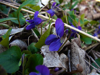 Viola odorata