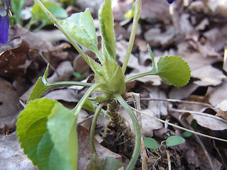 Viola odorata