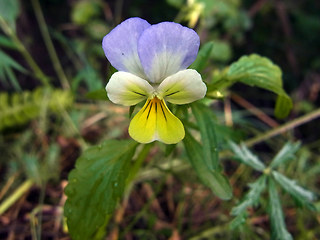 Viola tricolor ssp. alpina