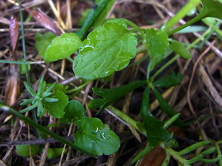 Viola tricolor ssp. alpina