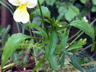 Viola tricolor ssp. alpina