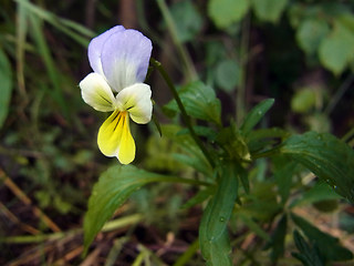 Viola tricolor ssp. alpina