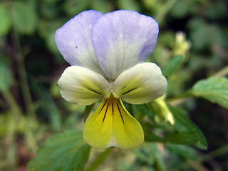 Viola tricolor ssp. alpina