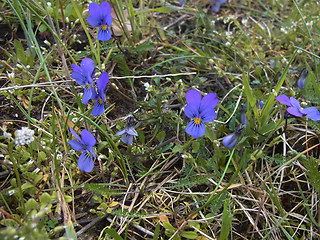Viola tricolor ssp. tricolor