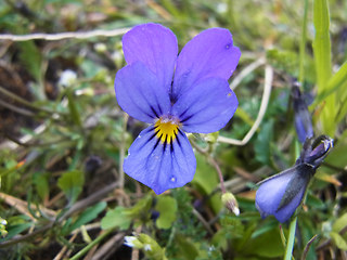 Viola tricolor ssp. tricolor