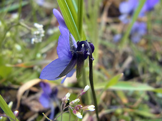 Viola tricolor ssp. tricolor