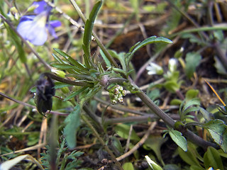 Viola tricolor ssp. tricolor