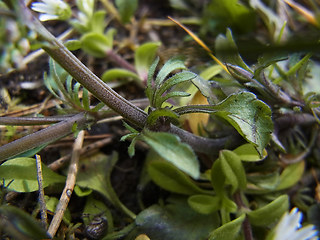 Viola tricolor ssp. tricolor